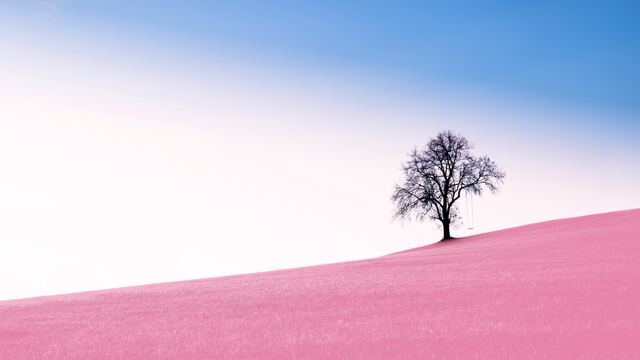 Árbol con columpio en un campo rosa
