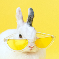 Conejo con lentes